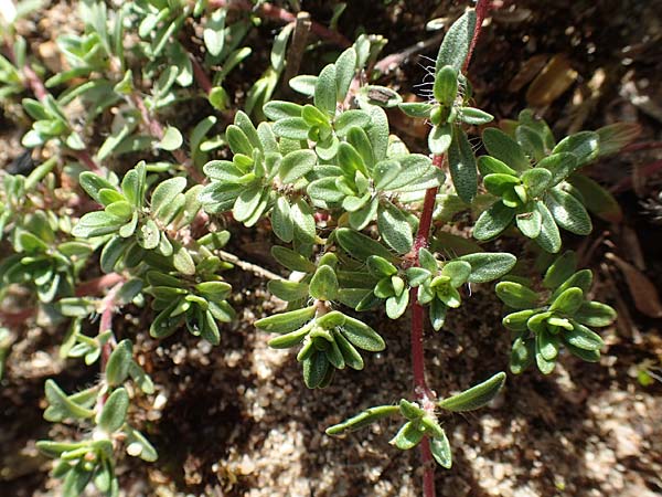 Thymus serpyllum \ Sand-Thymian / Breckland Thyme, D Sandhausen 24.9.2018