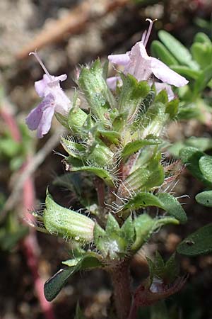 Thymus serpyllum \ Sand-Thymian / Breckland Thyme, D Sandhausen 24.9.2018