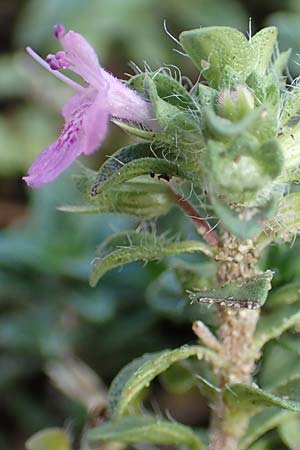 Thymus serpyllum \ Sand-Thymian / Breckland Thyme, D Sandhausen 24.9.2018