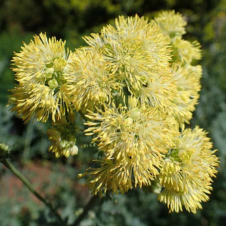 Thalictrum speciosissimum \ Blaugrne Wiesenraute, Graublttrige Wiesenraute / Glaucous-Leaved Meadow-Rue, Dusty Meadow-Rue, D Botan. Gar. Krefeld 13.6.2019