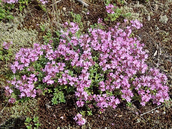 Thymus serpyllum \ Sand-Thymian / Breckland Thyme, D Mannheim 10.7.2021