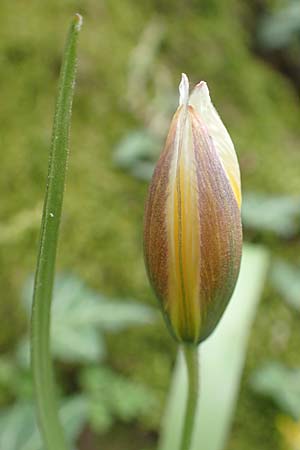 Tulipa tarda \ Zwerg-Stern-Tulpe, Tarda-Tulpe / Late Tulip, Tarda Tulip, D Frankfurt-Höchst 8.4.2017