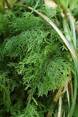 Thuidium tamariscinum \ Thujamoos, D Schwarzwald, Allerheiligen 1.8.2017