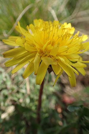 Taraxacum tortilobum \ Gedrehtlappiger Lwenzahn / Twisted-Lobed Dandelion, D Heusenstamm 16.4.2018