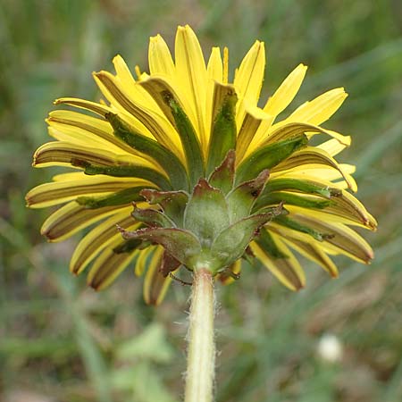 Taraxacum tortilobum \ Gedrehtlappiger Lwenzahn / Twisted-Lobed Dandelion, D Viernheim 1.5.2018