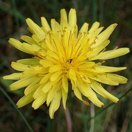 Taraxacum tortilobum \ Gedrehtlappiger Lwenzahn / Twisted-Lobed Dandelion, D Viernheim 1.5.2018