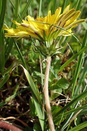 Taraxacum turfosum \ Torfmoos-Lwenzahn / Peat Dandelion, D Schwaigen-Hinterbraunau 2.5.2019