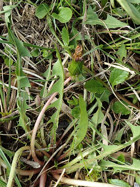Taraxacum turfosum \ Torfmoos-Lwenzahn / Peat Dandelion, D Schwaigen-Hinterbraunau 2.5.2019