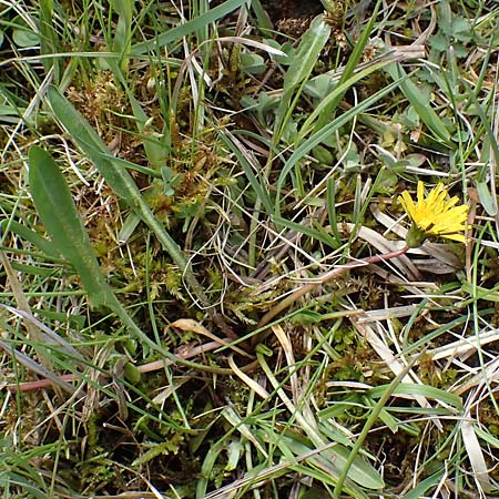 Taraxacum trilobifolium \ Stufenblttriger Lwenzahn / Stair-Leaved Dandelion, D Rüsselsheim 20.4.2013