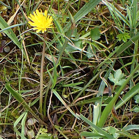 Taraxacum trilobifolium \ Stufenblttriger Lwenzahn / Stair-Leaved Dandelion, D Rüsselsheim 20.4.2013