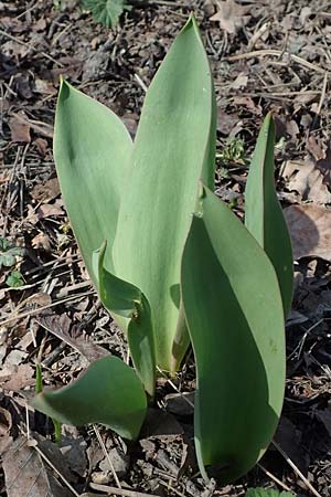 Tulipa gesneriana \ Garten-Tulpe / Garden Tulip, Didier's Tulip, D Ludwigshafen 8.3.2021