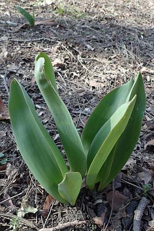 Tulipa gesneriana \ Garten-Tulpe, D Ludwigshafen 8.3.2021