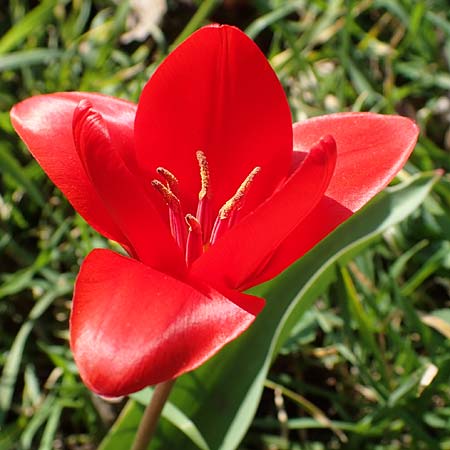 Tulipa gesneriana \ Garten-Tulpe / Garden Tulip, Didier's Tulip, D Mannheim 24.3.2021