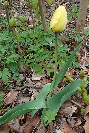 Tulipa gesneriana \ Garten-Tulpe, D Ludwigshafen 7.4.2021