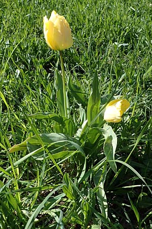 Tulipa gesneriana \ Garten-Tulpe, D Ludwigshafen 15.4.2021