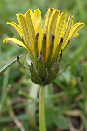 Taraxacum udum \ Flutrasen-Lwenzahn, D Schutterwald 17.4.2021