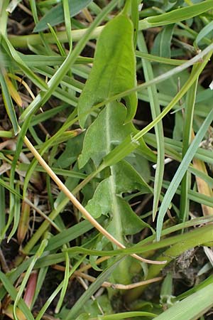 Taraxacum udum \ Flutrasen-Lwenzahn, D Schutterwald 17.4.2021