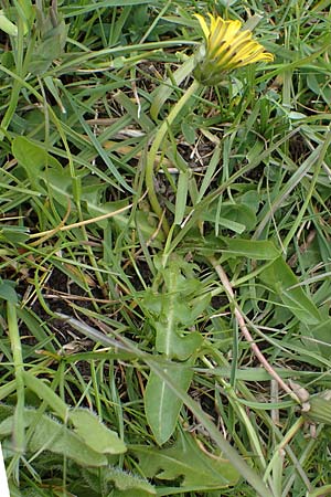 Taraxacum udum \ Flutrasen-Lwenzahn, D Schutterwald 17.4.2021