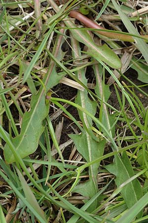 Taraxacum udum \ Flutrasen-Lwenzahn / Marsh Dandelion, D Schutterwald 17.4.2021