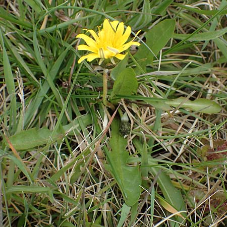 Taraxacum udum \ Flutrasen-Lwenzahn / Marsh Dandelion, D Schutterwald 17.4.2021