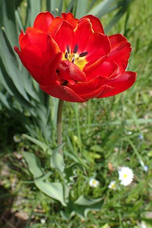 Tulipa gesneriana \ Garten-Tulpe / Garden Tulip, Didier's Tulip, D Ludwigshafen 22.4.2021