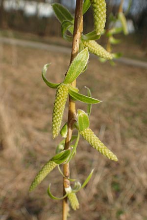 Salix alba x babylonica \ Trauer-Weide, D Mannheim 15.3.2017