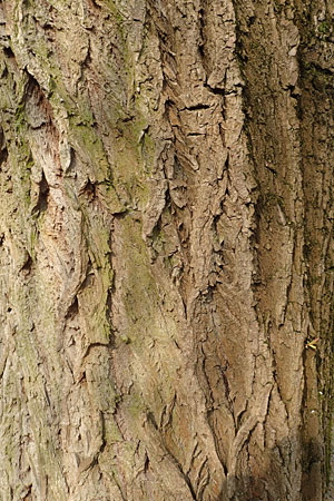 Salix alba x babylonica \ Trauer-Weide / Golden Weeping Willow, D Mannheim 15.3.2017