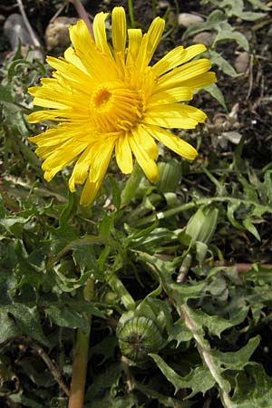 Taraxacum spec9 ? / Dandelion, D Krumbach 8.5.2010