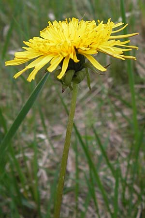 Taraxacum specA ? \ Lwenzahn / Dandelion, D Pfalz, Speyer 3.5.2013