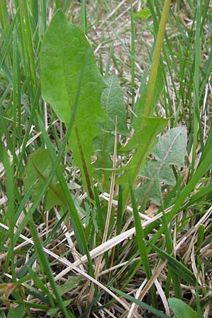 Taraxacum specA ? / Dandelion, D Pfalz, Speyer 3.5.2013