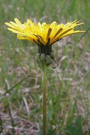 Taraxacum specA ? / Dandelion, D Pfalz, Speyer 3.5.2013