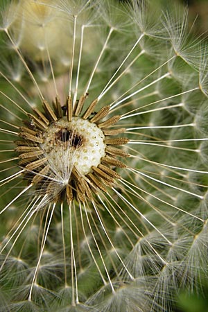 Taraxacum sect. Ruderalia / Dandelion, D Nüdlingen 9.5.2015