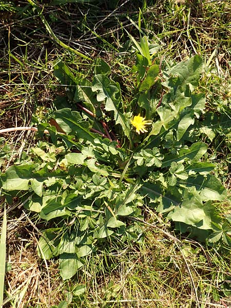 Taraxacum spec3 ? \ Lwenzahn, D Sachsen, Rathen an der Elbe 2.11.2015