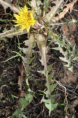 Taraxacum amplum ? \ Prchtiger Lwenzahn / Toothed Dandelion, D Deidesheim 21.2.2016