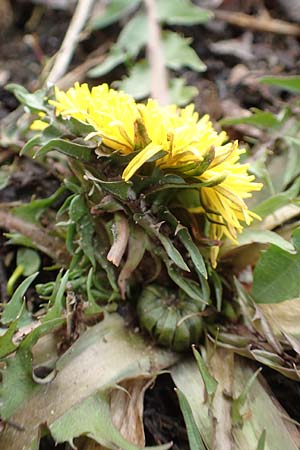 Taraxacum amplum ? / Toothed Dandelion, D Deidesheim 21.2.2016