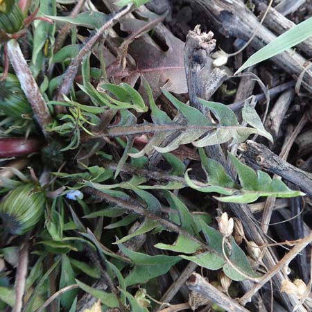 Taraxacum amplum ? / Toothed Dandelion, D Östringen-Eichelberg 18.3.2016