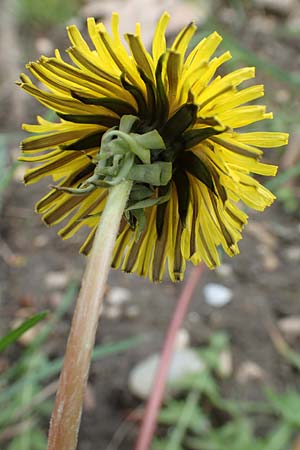 Taraxacum sect. Ruderalia / Dandelion, D Mannheim 18.4.2016