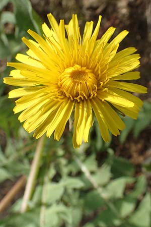 Taraxacum specB ? \ Lwenzahn / Dandelion, D Odenwald, Nieder-Beerbach 22.4.2016