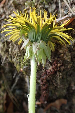 Taraxacum specB ? \ Lwenzahn / Dandelion, D Odenwald, Nieder-Beerbach 22.4.2016