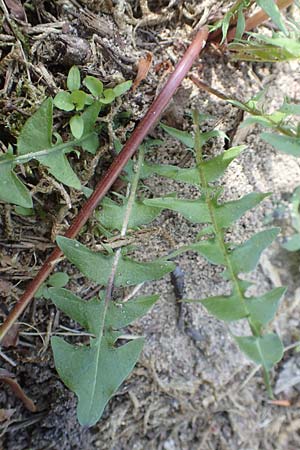 Taraxacum parnassicum / Parnassus Dandelion, D Viernheim 5.5.2016