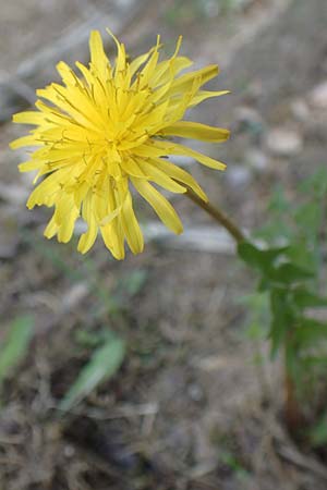 Taraxacum parnassicum / Parnassus Dandelion, D Viernheim 5.5.2016