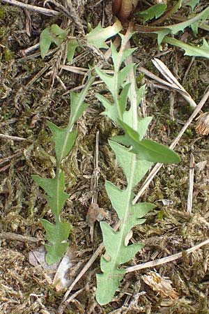 Taraxacum bellicum \ Pflaumenfarbener Lwenzahn / Plum-Colored Dandelion, D Viernheim 9.5.2016