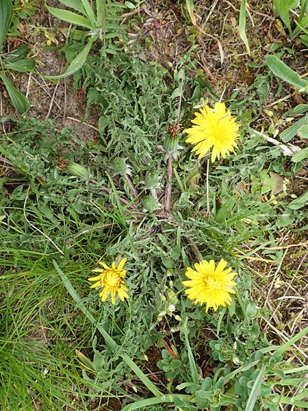 Taraxacum tortilobum \ Gedrehtlappiger Lwenzahn / Twisted-Lobed Dandelion, D Kleinwallstadt am Main 8.4.2017