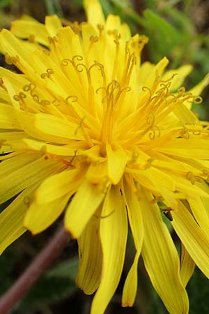 Taraxacum tortilobum \ Gedrehtlappiger Lwenzahn / Twisted-Lobed Dandelion, D Kleinwallstadt am Main 8.4.2017