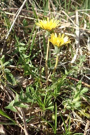 Taraxacum sect. Erythrosperma \ Schwielen-Lwenzahn, Heide-Lwenzahn / Lesser Dandelion, D Werbach 8.4.2017