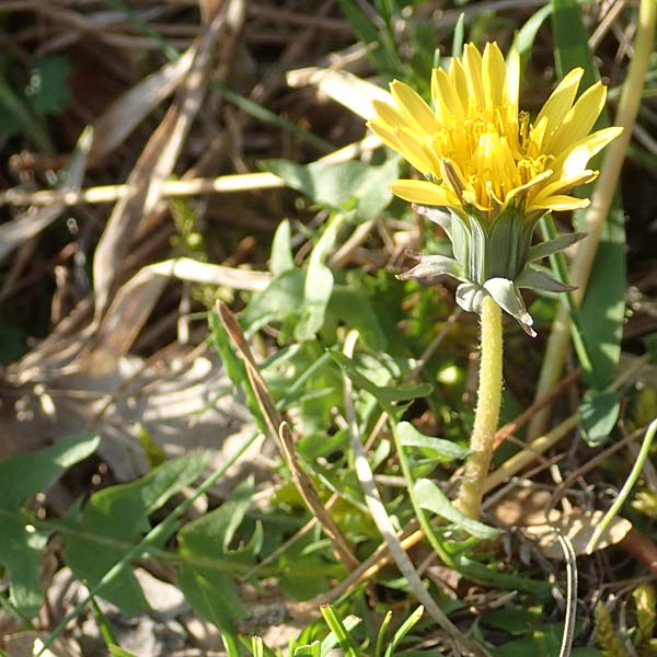 Taraxacum sect. Erythrosperma \ Schwielen-Lwenzahn, Heide-Lwenzahn / Lesser Dandelion, D Werbach 8.4.2017