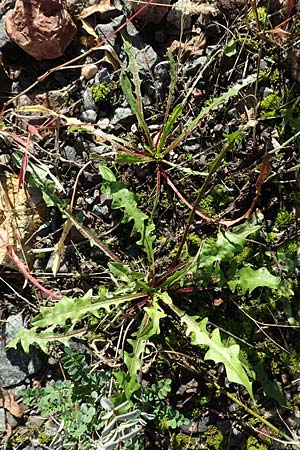 Taraxacum sect. Ruderalia \ Gewhnlicher Lwenzahn, Kuhblume, D Weinheim an der Bergstraße 14.10.2017