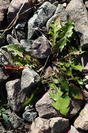 Taraxacum sect. Ruderalia / Dandelion, D Weinheim an der Bergstraße 14.10.2017