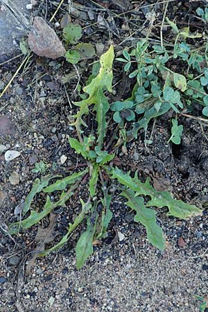 Taraxacum sect. Ruderalia / Dandelion, D Weinheim an der Bergstraße 14.10.2017