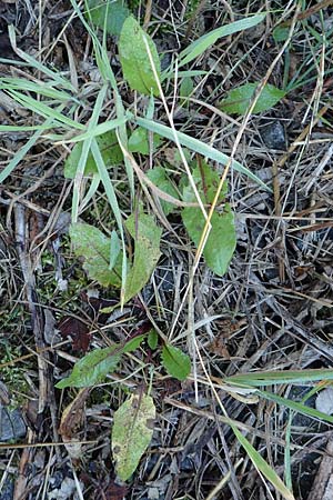 Taraxacum sect. Ruderalia \ Gewhnlicher Lwenzahn, Kuhblume, D Weinheim an der Bergstraße 14.10.2017